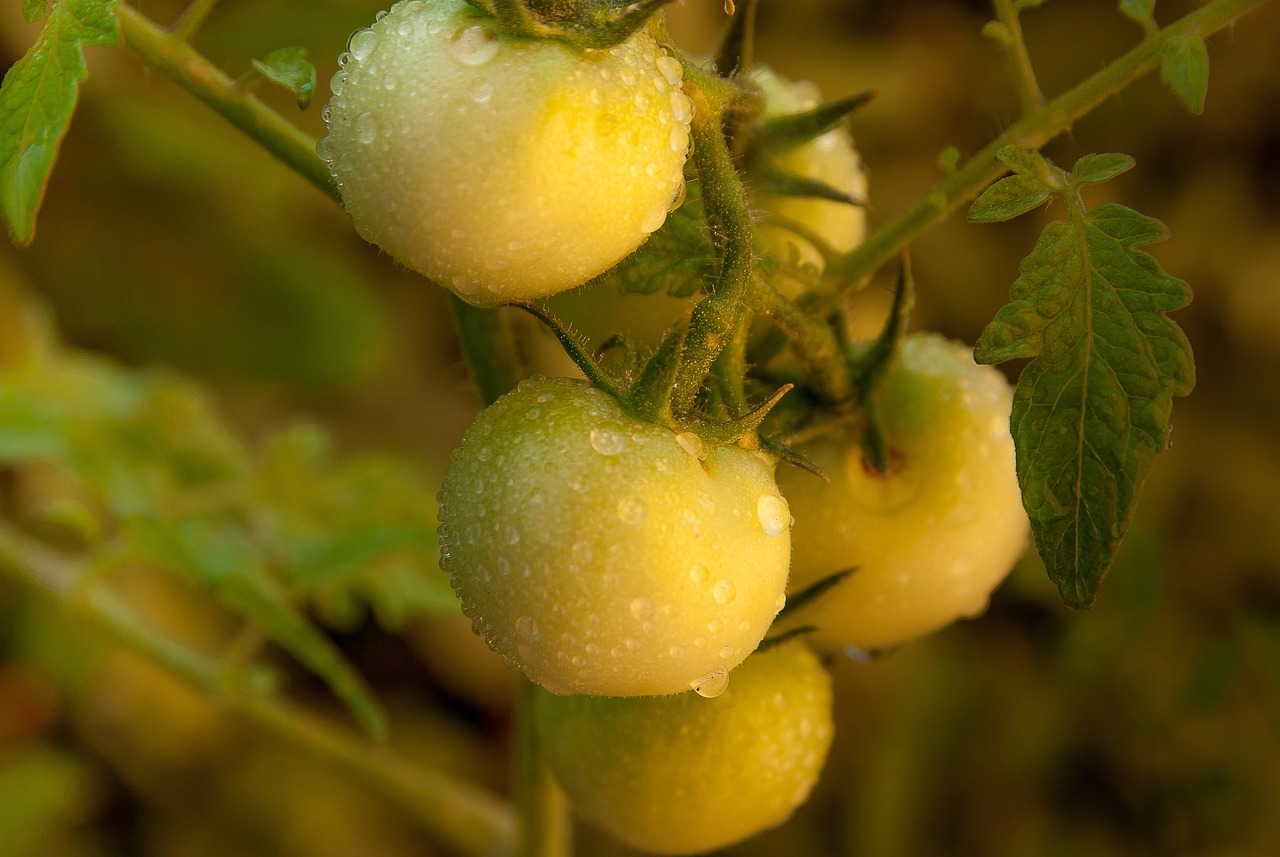 How to Create a Vegetable Patch in Your Backyard